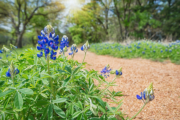 bluebonnets